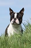BOSTON TERRIER 346